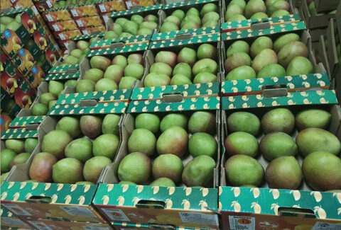 Euro-Afri-link-Mangoes