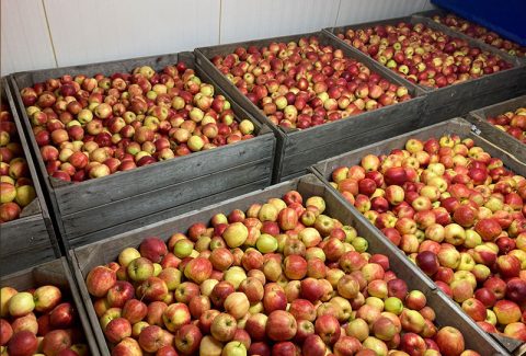 Euro-Afri-link-dutch-jonagold-apples