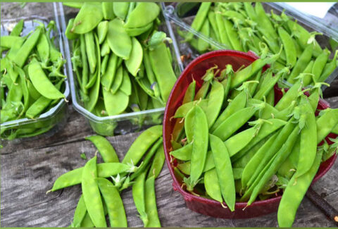 Euro-Afri-link-snow-peas