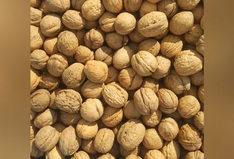 EuroAfri-Link-Europe-to-africa-walnuts3