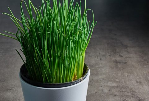 EuroAfri-Link-chive-plant