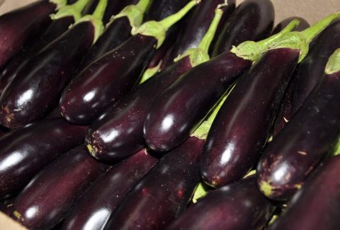 Eggplant