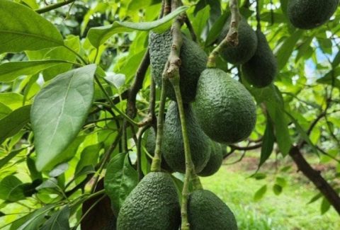 Avocado on tree