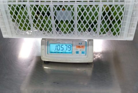 Avocado weight
