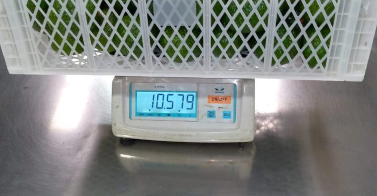 Avocado weight