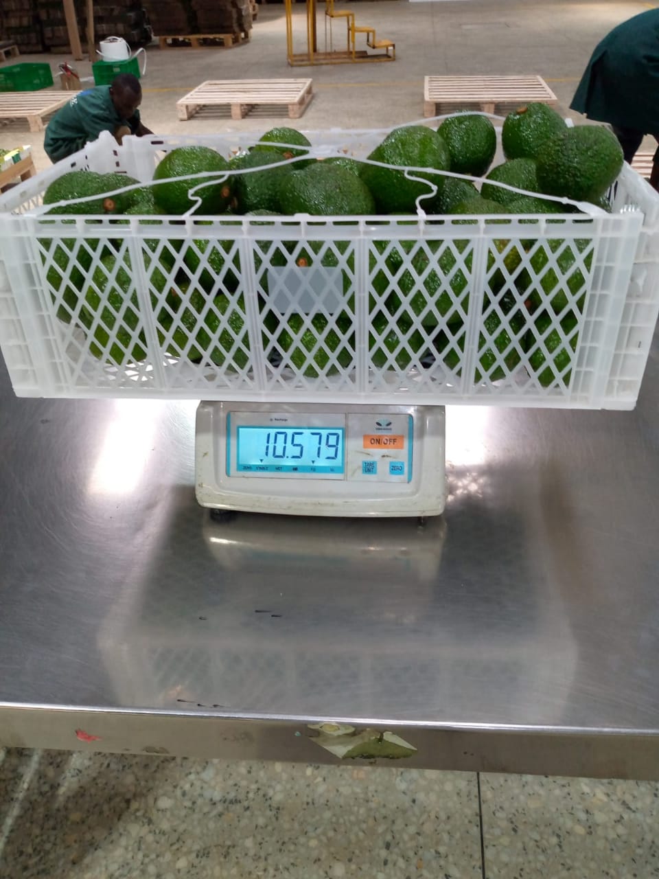 Avocado weight