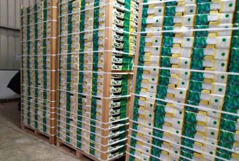 /buy-avocado-europe-supplier