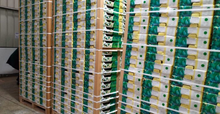 /buy-avocado-europe-supplier