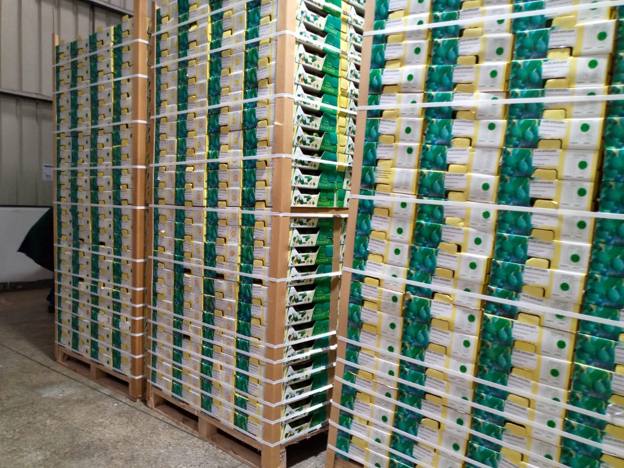 /buy-avocado-europe-supplier