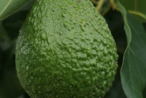 //buy_ avocado_ supplier_ europe/