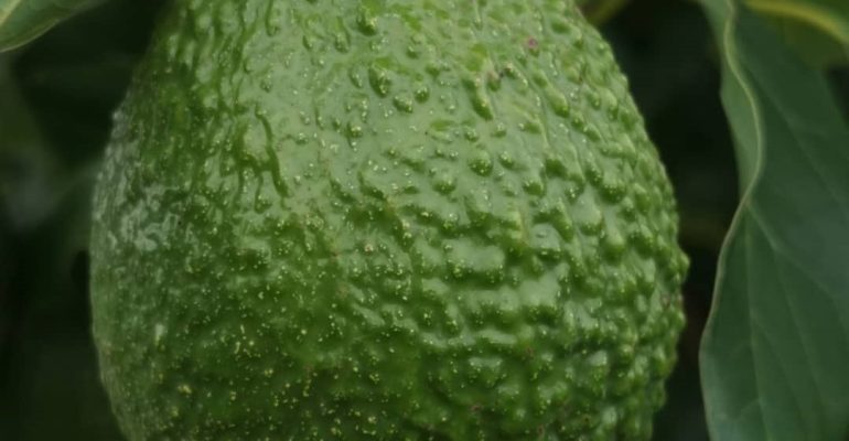 //buy_ avocado_ supplier_ europe/