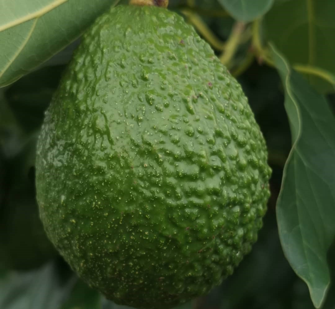 //buy_ avocado_ supplier_ europe/