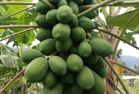 /france-grows-papaya