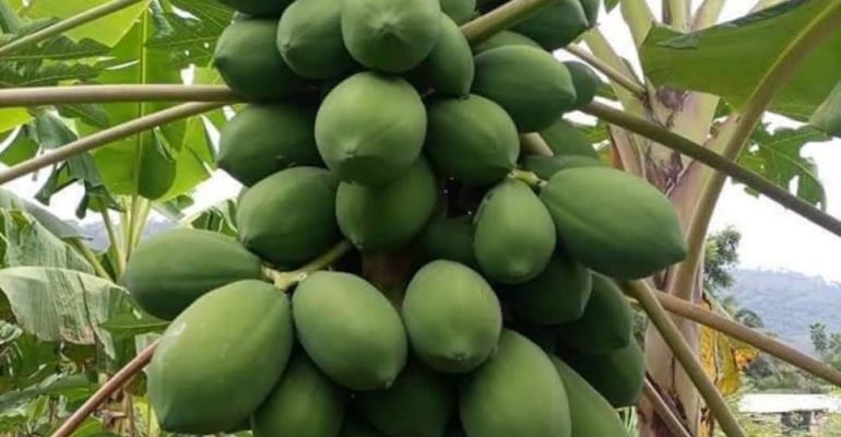 /france-grows-papaya