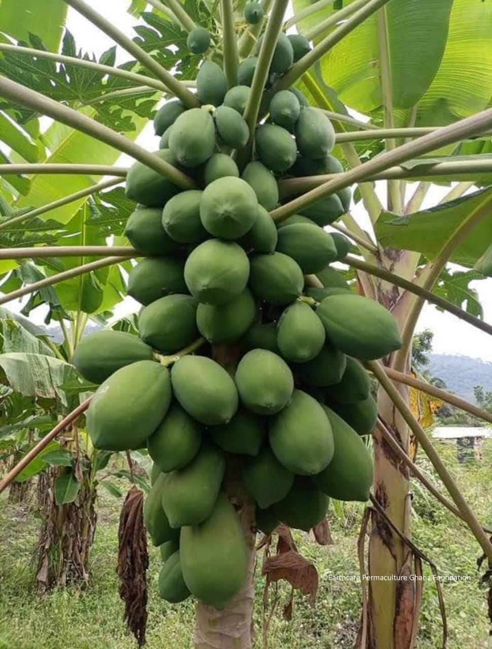 /france-grows-papaya
